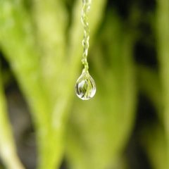 Drop