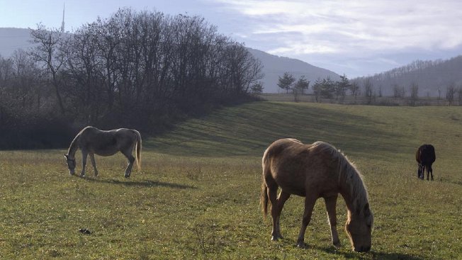 Horses