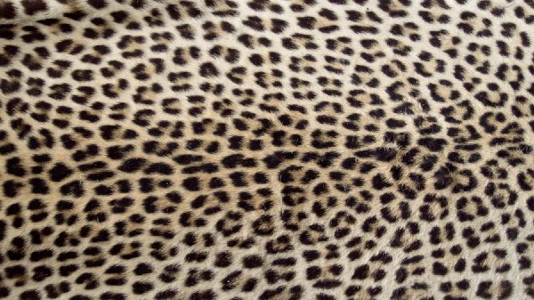 Leopard skin