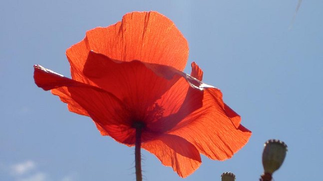Poppy