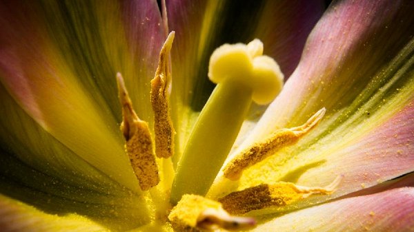 Stamens