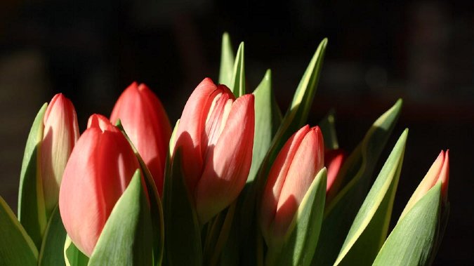 Tulips