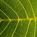 Leaf