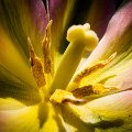 Stamens