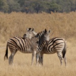 P9093188