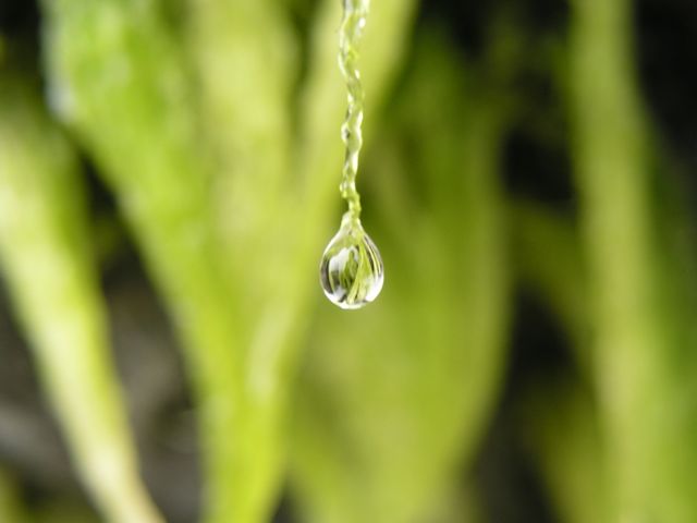 Drop -- A Drop of Water Drop