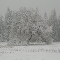 Yosemite 2